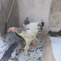 برهما لایت|حیوانات مزرعه|هشتگرد, شهرک بعثت|دیوار