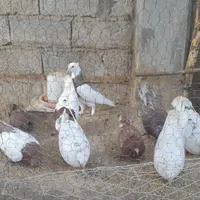 کبوتر تزئینی ،  حمال ، پروازی ، جوجه کشی|حیوانات مزرعه|چابکسر, |دیوار
