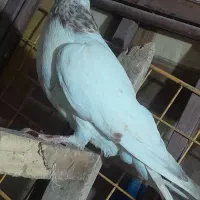 کبوتر غریب