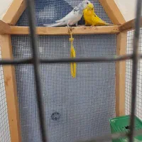 مرغ عشق|پرنده|ایلام, |دیوار