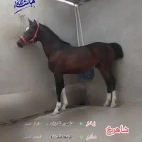کره نریان ۲سال و هفت ماهه