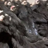 مرغ مادر مرندی اصیل خالص