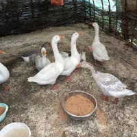 غاز طبیعی|حیوانات مزرعه|اسالم, |دیوار