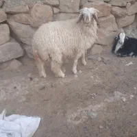 گوسفند بره نر قلعه چنعان پشته پم بنزین خانه