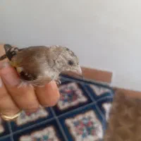 سهره|پرنده|قصرشیرین, |دیوار