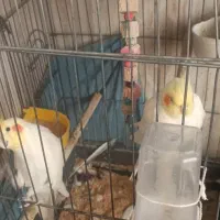 عروس هلندی سینامون لوتینو|پرنده|صفادشت, |دیوار