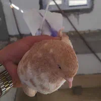 کبوتر گم شده