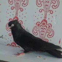یک جوفت زاغ کم‌شده