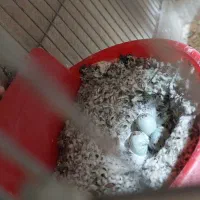 قناری ماده آماده آماده|پرنده|طسوج, |دیوار