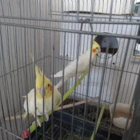 عروس هلندی