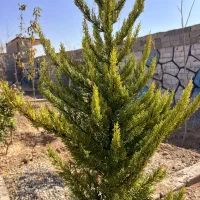 باغچه ۳۰۳متری زیر قیمت|فروش زمین و ملک کلنگی|شهریار, رزکان|دیوار