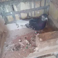 کفتر نقش|پرنده|زارچ, |دیوار