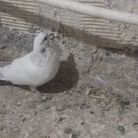 کفتر یا پرنده|پرنده|ساوه, |دیوار