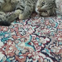 بچه گربه رایگان