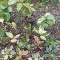 گل اگلونما|گل و گیاه طبیعی|رشت, کوی طالقانی|دیوار