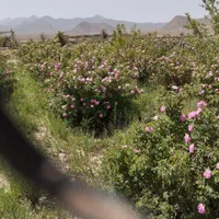 باغ گل محمدی ودرخت میوه