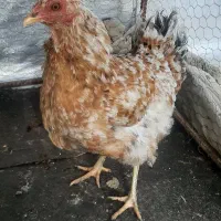 ۲عددمرغ لری، یکی سیاه و دیگری گلین طلایی با جوجه