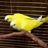 راهب ماده زرد فقط فقط معاوظه با نر