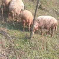 گوسفند|حیوانات مزرعه|سیاهکل, |دیوار