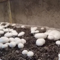 قارچ درجه دو|خوردنی و آشامیدنی|تربت‌حیدریه, داروپخش|دیوار