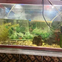 آکواریوم با‌تمام‌تجهیزات