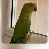 طوطی ملنگوی|پرنده|اسفراین, |دیوار