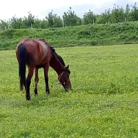 اسب آرام ونجیب بهترینه تو نوع خودش