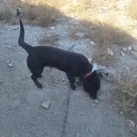 سگه|سگ|مشهد, فدک|دیوار