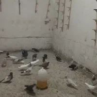 همه فروشی بصورت تک ویکجا
