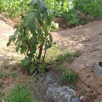 فروش  باغ ویلا کسکن|فروش خانه و ویلا|سبزوار, طبرسی (جعفرآباد)|دیوار