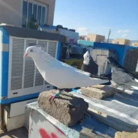 دمبی سیاه .خوشرنگ سرخ|پرنده|قزوین, |دیوار