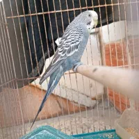 مرغ عشق ماده زیبا|پرنده|بهبهان, |دیوار