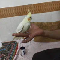 لوتینو چشم شرابی