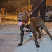 سگ پیتبول|سگ|تهران, تجریش|دیوار