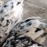 جوجه واروک گلین|حیوانات مزرعه|موچش, |دیوار