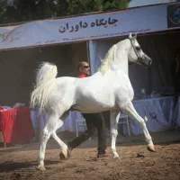 فروش اسب نریون عرب مدرکدار|اسب و تجهیزات اسبسواری|شهرکرد, |دیوار