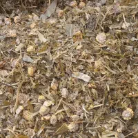 فروش ذرت علوفه پر دان