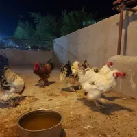 خروس ویژه (سه برابر خروس محلی) قیمت مناسب- گراش|حیوانات مزرعه|گراش, |دیوار
