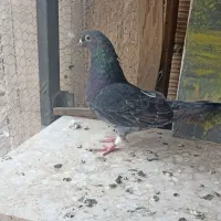 کفتر|پرنده|بهارستان, |دیوار