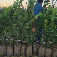 نهال مرکبات و سیاه درخت و ریشه|خدمات باغبانی و درختکاری|شیراز, باغ تخت|دیوار