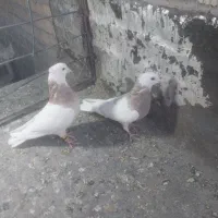 طوقی|پرنده|شیراز, کرونی(خاتونک)|دیوار