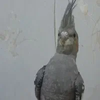 یک جفت مولد با ۳ جوجه  دو ماهه  سالم و سرحال|پرنده|ری, فیروزآبادی|دیوار