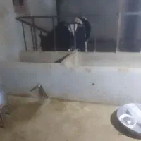 گوساله نر سالم|حیوانات مزرعه|شیرین‌سو, |دیوار