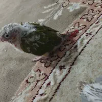 جوجه گرینچیک دبل رد|پرنده|مشهد, ابوذر|دیوار