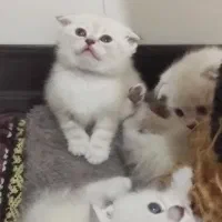 چینچیلا سیلور اسکاتیش بریتیش|گربه|ساری, |دیوار