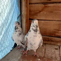 کبوتر|پرنده|مبارکه, |دیوار