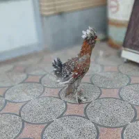 خروس کلایی پرپا سلطان