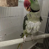 شاه طوطی|پرنده|زرندیه, |دیوار