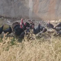 بوقلمون محلی صددر صد ارگانیک