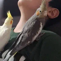 ۲عدد عروس هلندی طوسی